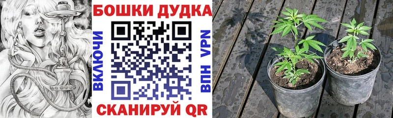 купить   Апатиты  Бошки Шишки Amnesia 
